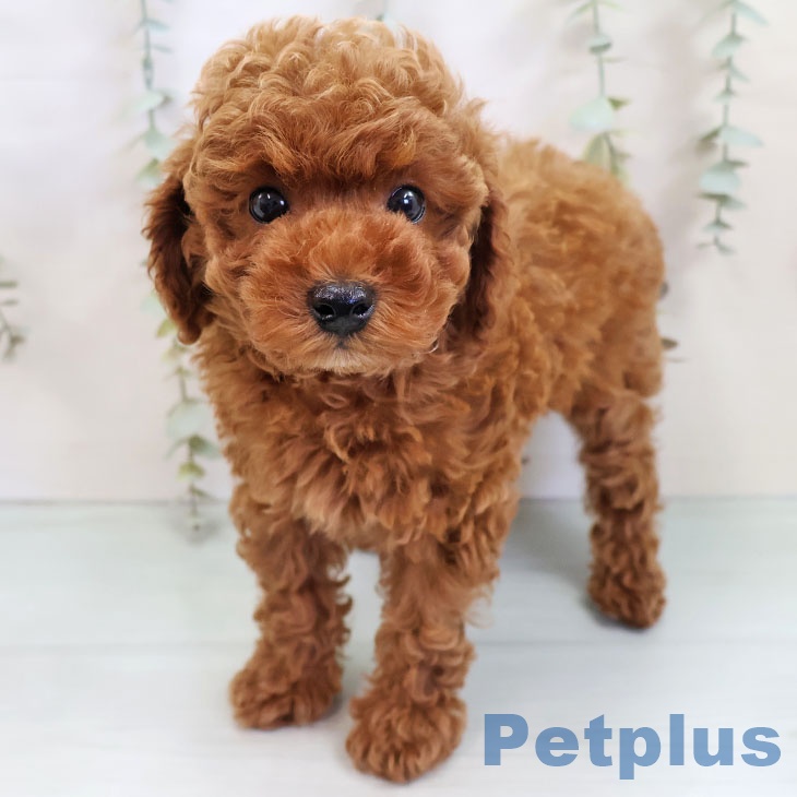 福岡県のトイプードル(トイ) (ペットプラス 春日店/2025年10月8日生まれ/男の子/レッド)の子犬の1枚目の画像