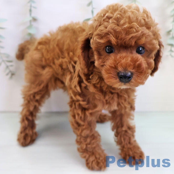 福岡県のトイプードル(トイ) (ペットプラス 春日店/2025年10月8日生まれ/男の子/レッド)の子犬の2枚目の画像