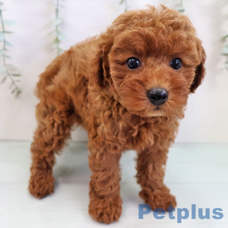 沖縄県のトイプードル(トイ) (ペットプラス 沖縄ライカム店/2025年10月8日生まれ/女の子/レッド)の子犬の1枚目の画像