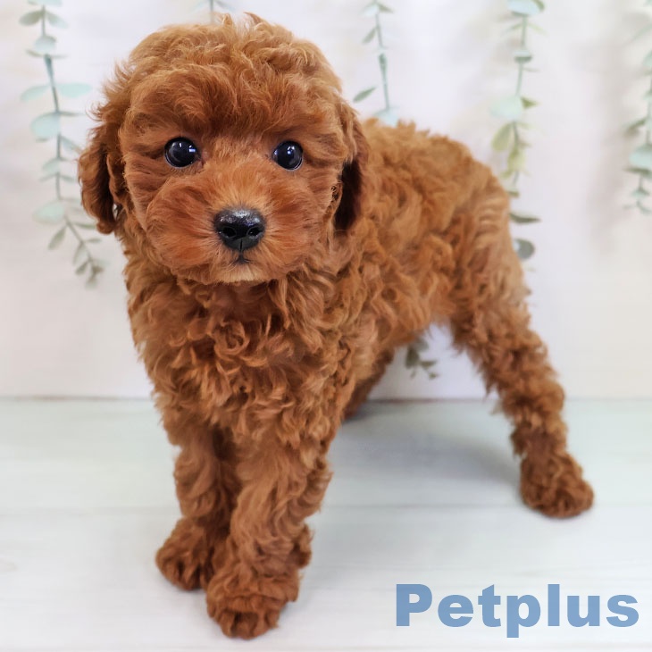 沖縄県のトイプードル(トイ) (ペットプラス 沖縄ライカム店/2025年10月8日生まれ/女の子/レッド)の子犬の2枚目の画像