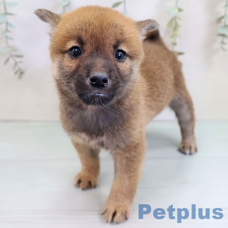 福岡県の柴犬(標準サイズ) (ペットプラス ららぽーと福岡店/2025年10月10日生まれ/男の子/赤)の子犬の1枚目の画像