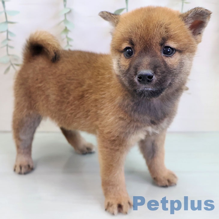 福岡県の柴犬(標準サイズ) (ペットプラス ららぽーと福岡店/2025年10月10日生まれ/男の子/赤)の子犬の2枚目の画像