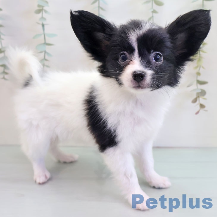 福岡県のパピヨン (ペットプラス 八幡東店/2025年10月9日生まれ/女の子/ホワイトブラック)の子犬の1枚目の画像