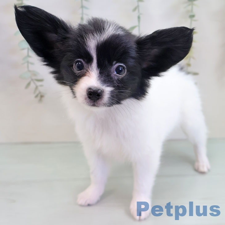 福岡県のパピヨン (ペットプラス 八幡東店/2025年10月9日生まれ/女の子/ホワイトブラック)の子犬の2枚目の画像