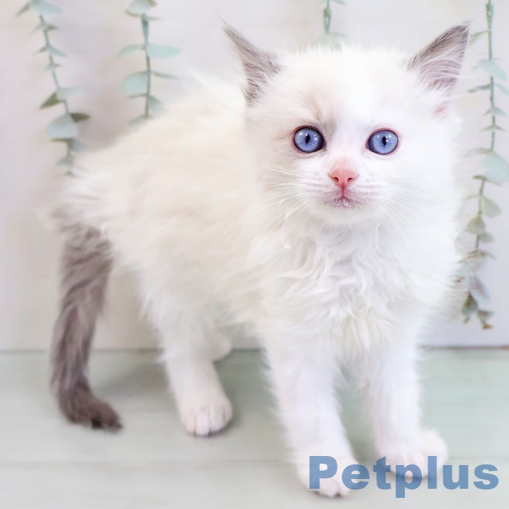 福岡県のラグドール (ペットプラス 福岡店/2025年10月9日生まれ/女の子/ブルーポイントバイカラー)の子猫の1枚目の画像