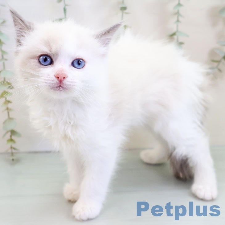 福岡県のラグドール (ペットプラス 福岡店/2025年10月9日生まれ/女の子/ブルーポイントバイカラー)の子猫の2枚目の画像