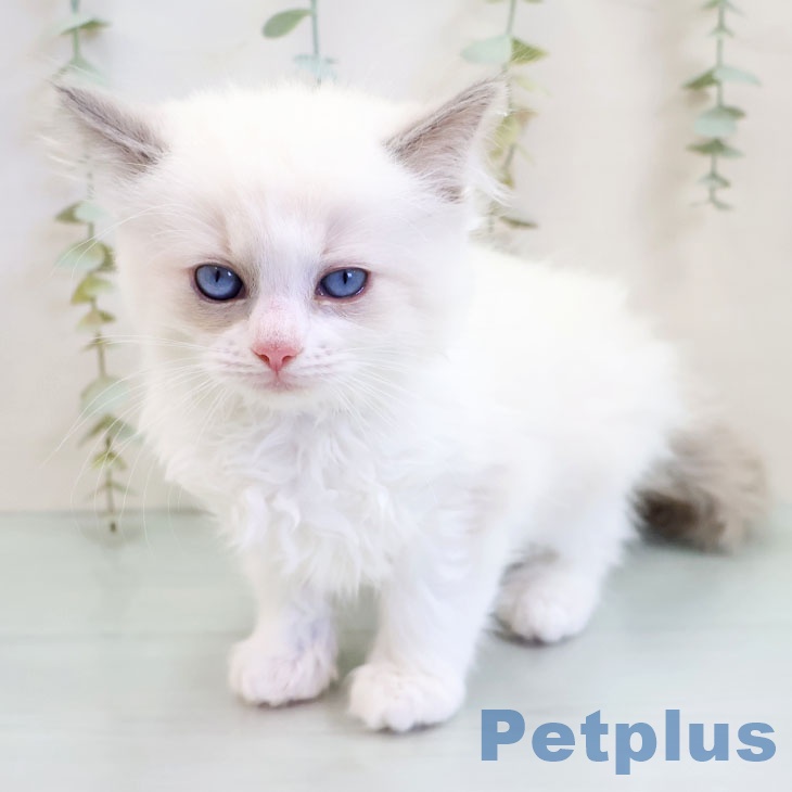 沖縄県のラグドール (ペットプラス 沖縄ライカム店/2025年10月9日生まれ/女の子/ブルーポイントバイカラー)の子猫の1枚目の画像