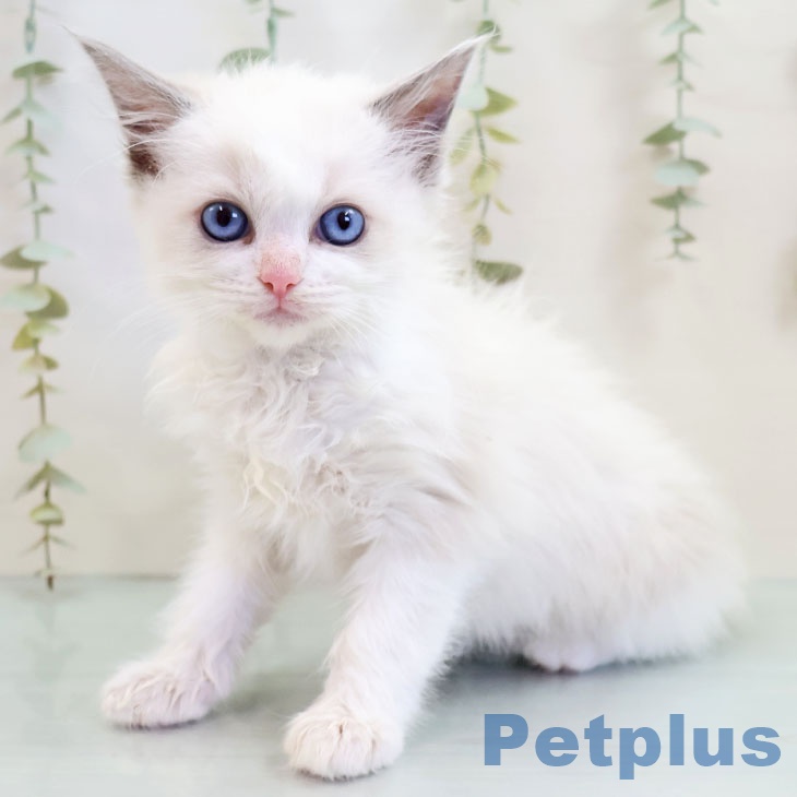 福岡県のラグドール (ペットプラス 春日店/2025年10月9日生まれ/女の子/ブルーポイントバイカラー)の子猫の1枚目の画像