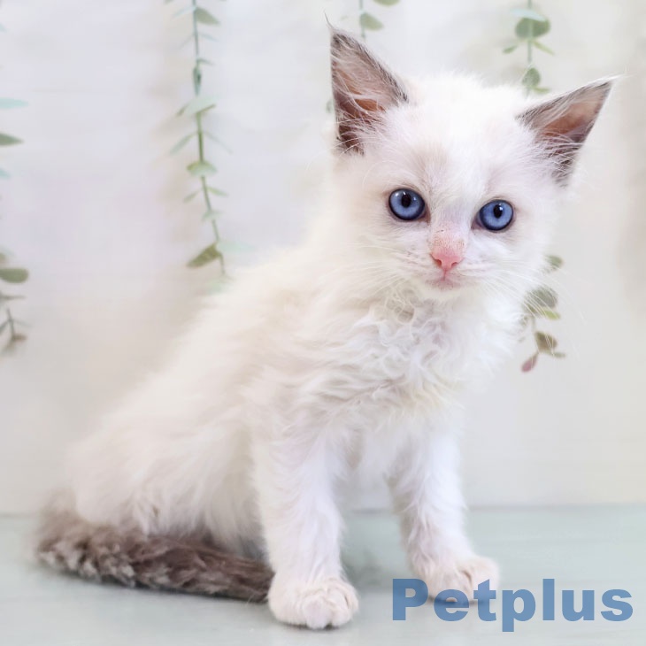 福岡県のラグドール (ペットプラス 春日店/2025年10月9日生まれ/女の子/ブルーポイントバイカラー)の子猫の2枚目の画像