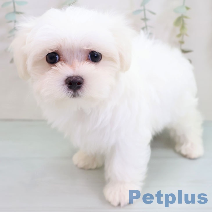 福岡県のマルチーズ (ペットプラス 香椎浜店/2025年10月5日生まれ/男の子/ホワイト)の子犬の1枚目の画像