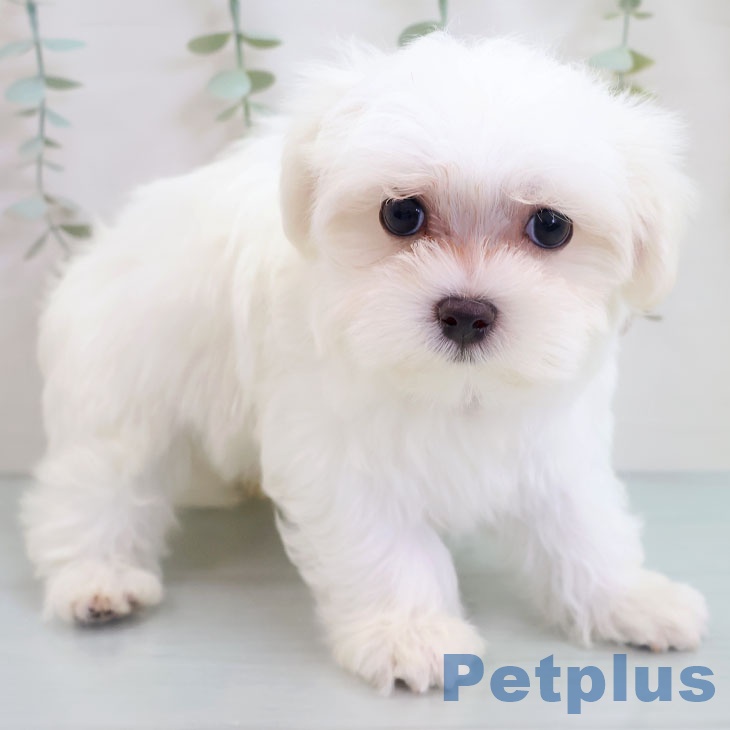 福岡県のマルチーズ (ペットプラス 香椎浜店/2025年10月5日生まれ/男の子/ホワイト)の子犬の2枚目の画像
