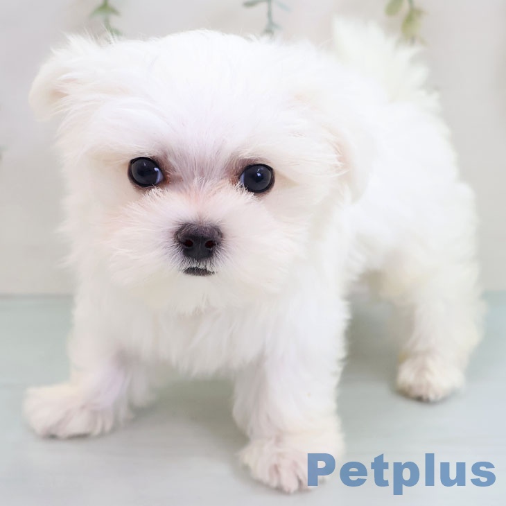 福岡県のマルチーズ (ペットプラス 福岡伊都店/2025年10月5日生まれ/男の子/ホワイト)の子犬の1枚目の画像