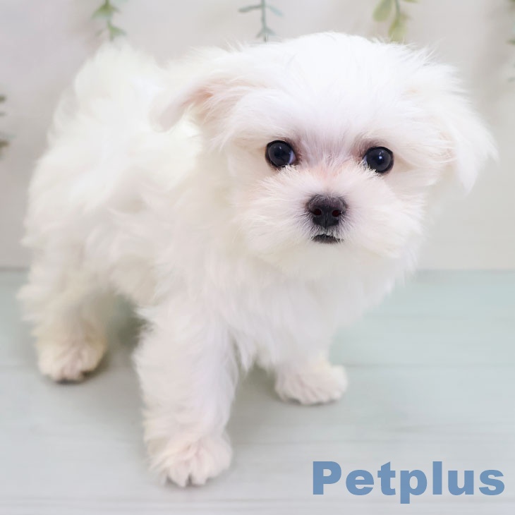福岡県のマルチーズ (ペットプラス 福岡伊都店/2025年10月5日生まれ/男の子/ホワイト)の子犬の2枚目の画像