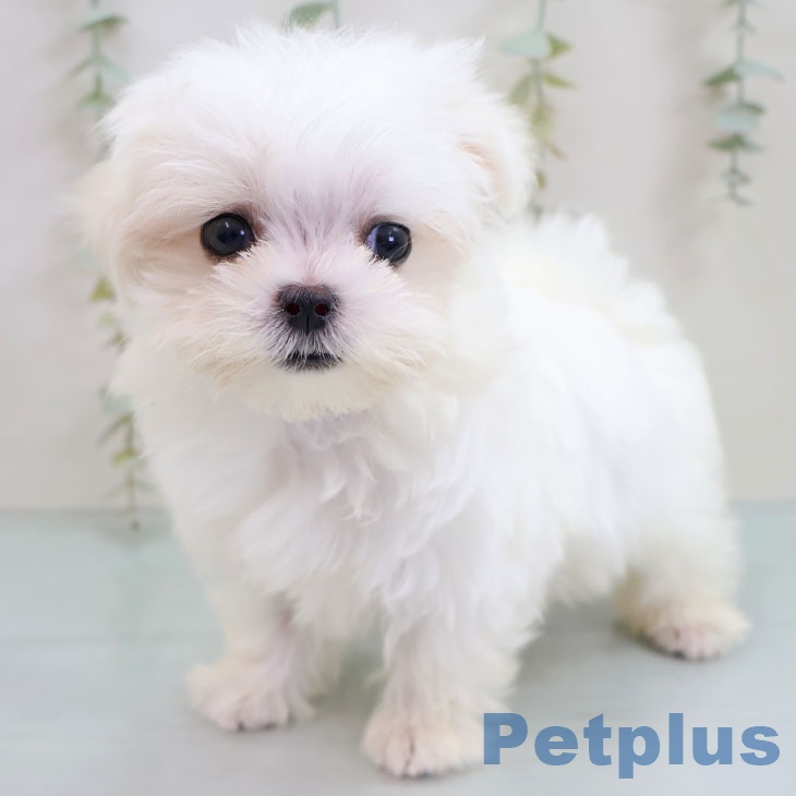 宮崎県のマルチーズ (ペットプラス 宮崎店/2025年10月5日生まれ/女の子/ホワイト)の子犬の1枚目の画像