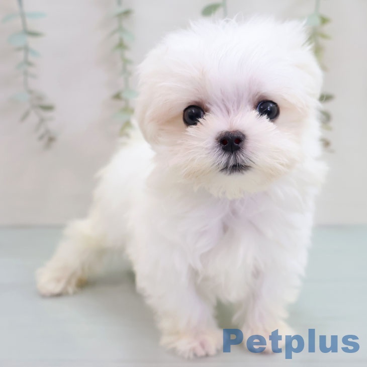 宮崎県のマルチーズ (ペットプラス 宮崎店/2025年10月5日生まれ/女の子/ホワイト)の子犬の2枚目の画像