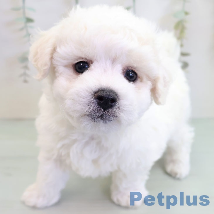 福岡県のビションフリーゼ (ペットプラス ららぽーと福岡店/2025年10月14日生まれ/男の子/ホワイト)の子犬の1枚目の画像