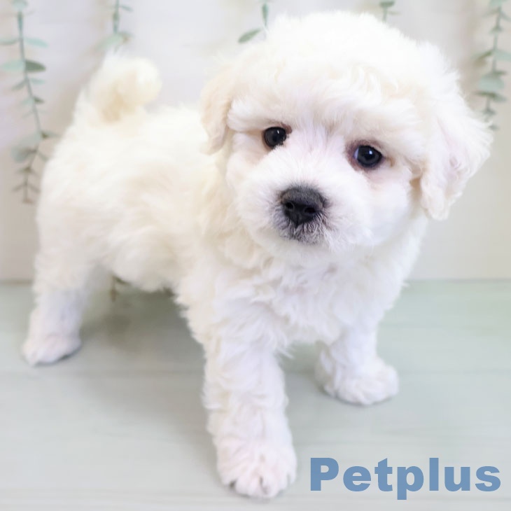 福岡県のビションフリーゼ (ペットプラス ららぽーと福岡店/2025年10月14日生まれ/男の子/ホワイト)の子犬の2枚目の画像