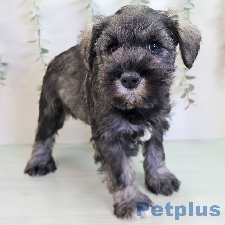 熊本県のミニチュアシュナウザー (ペットプラス 熊本店/2025年10月15日生まれ/女の子/ソルトペッパー)の子犬の1枚目の画像