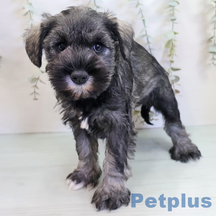 熊本県のミニチュアシュナウザー (ペットプラス 熊本店/2025年10月15日生まれ/女の子/ソルトペッパー)の子犬の2枚目の画像