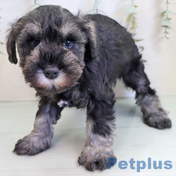 ミニチュア・シュナウザー