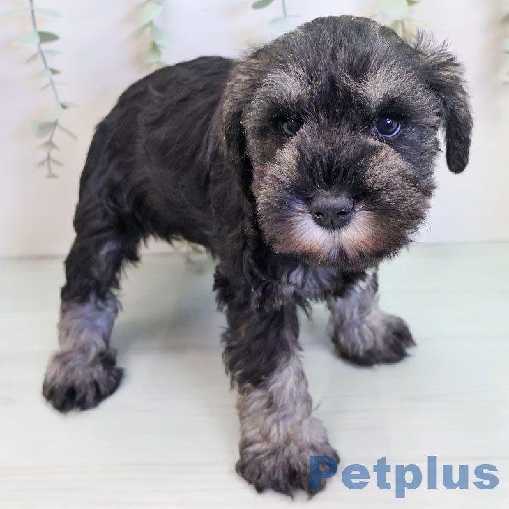 ミニチュア・シュナウザー