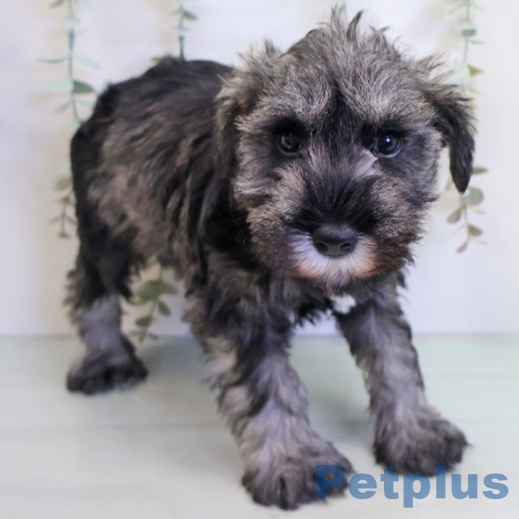 熊本県のミニチュアシュナウザー (ペットプラス 熊本店/2025年10月15日生まれ/女の子/ソルトペッパー)の子犬の1枚目の画像