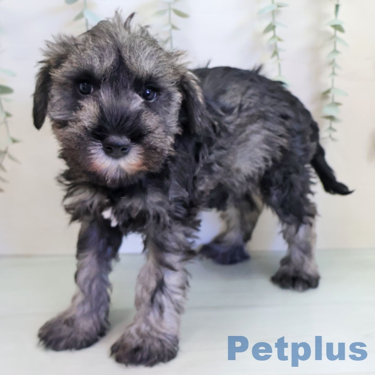 熊本県のミニチュアシュナウザー (ペットプラス 熊本店/2025年10月15日生まれ/女の子/ソルトペッパー)の子犬の2枚目の画像