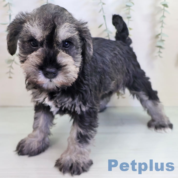 ミニチュア・シュナウザー