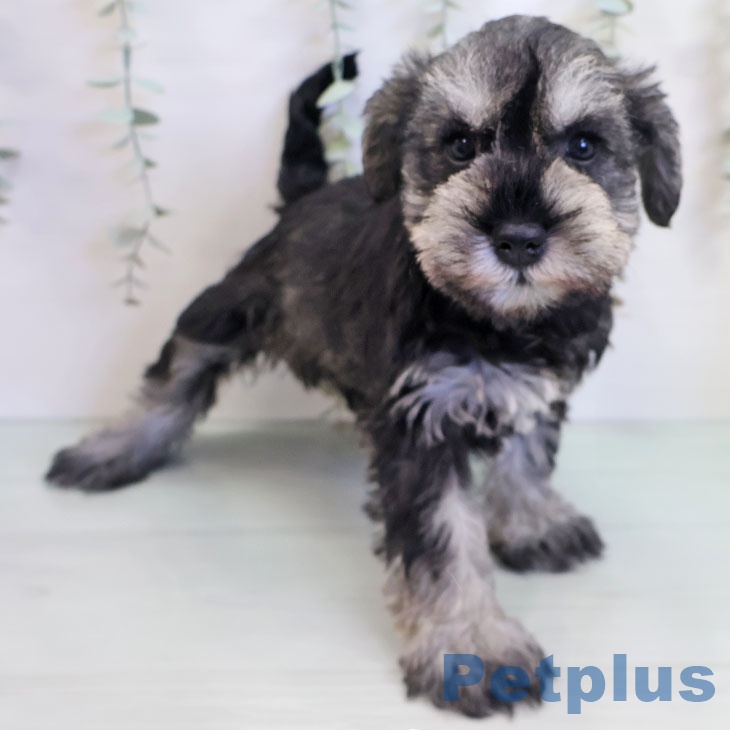 ミニチュア・シュナウザー