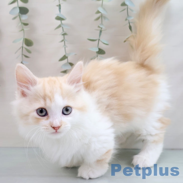 福岡県のマンチカン (ペットプラス 香椎浜店/2025年10月3日生まれ/男の子/カメオタビーホワイト)の子猫の1枚目の画像