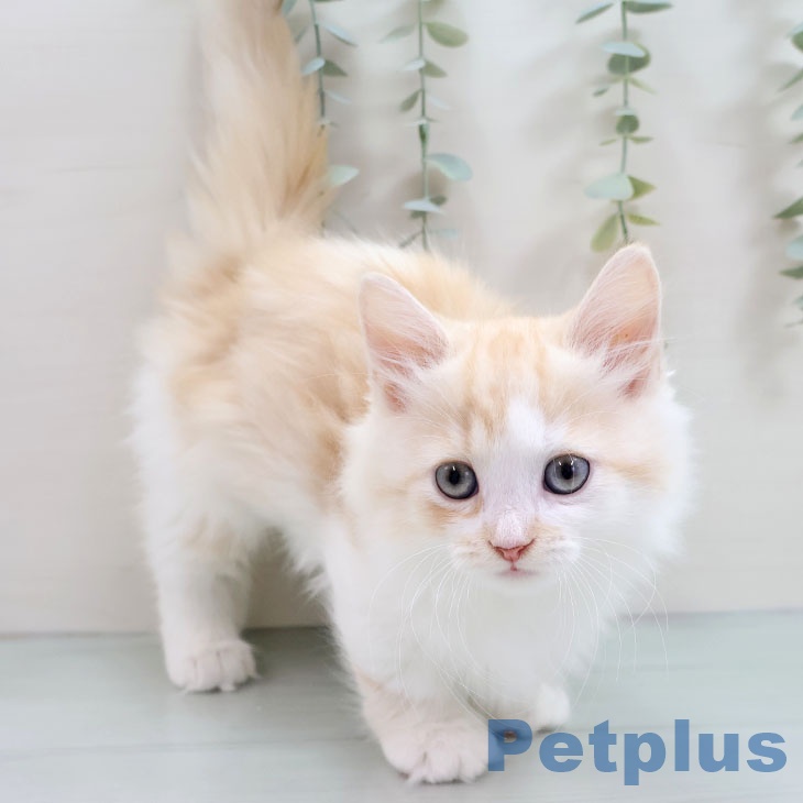 福岡県のマンチカン (ペットプラス 香椎浜店/2025年10月3日生まれ/男の子/カメオタビーホワイト)の子猫の2枚目の画像