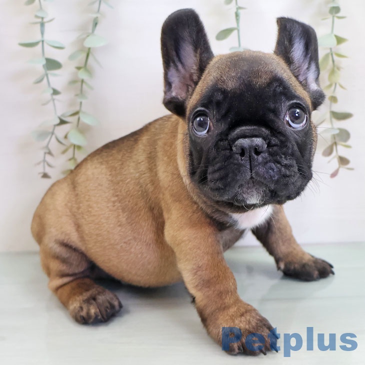 フレンチ・ブルドッグ