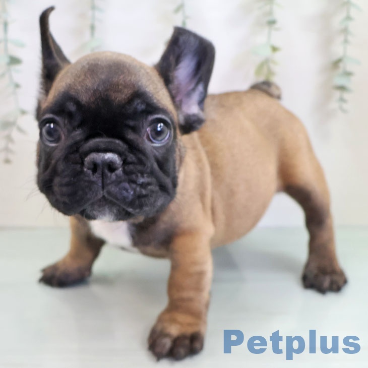 熊本県のフレンチブルドッグ (ペットプラス 熊本店/2025年10月11日生まれ/男の子/フォーン)の子犬の2枚目の画像