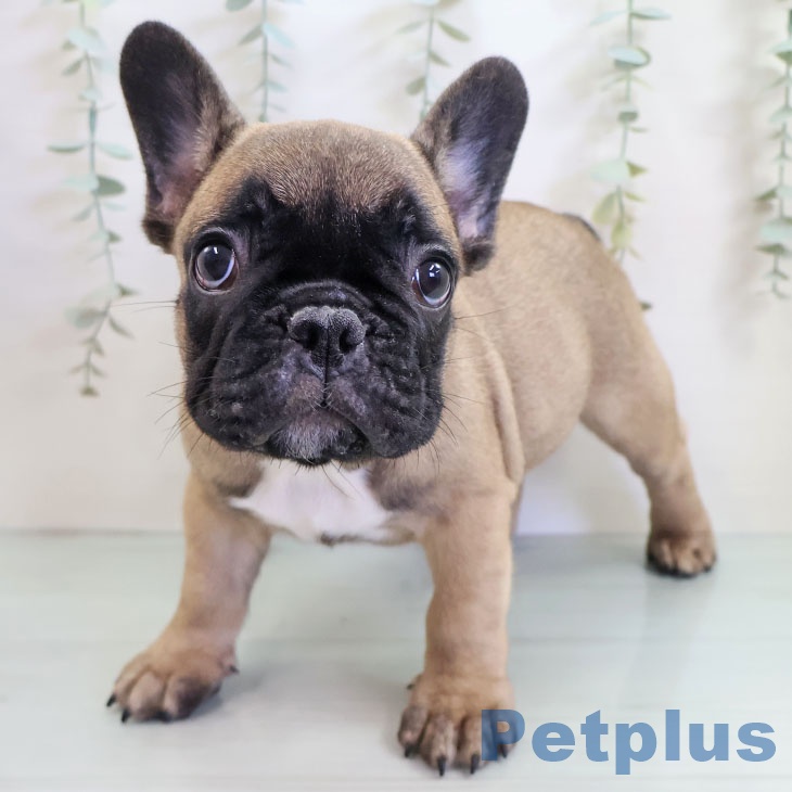 フレンチ・ブルドッグ