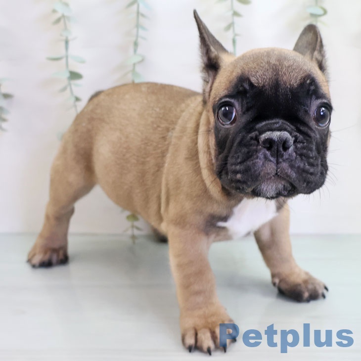 フレンチ・ブルドッグ