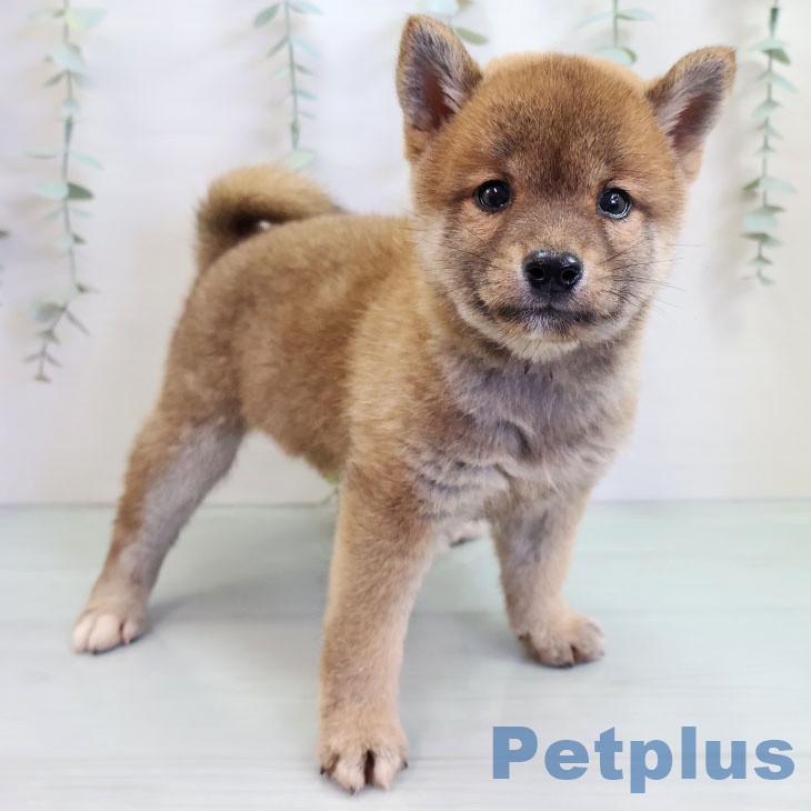 福岡県の柴犬(標準サイズ) (ペットプラス 福岡店/2025年10月15日生まれ/男の子/赤)の子犬の1枚目の画像