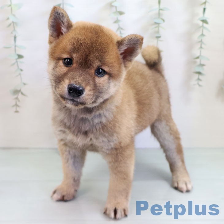 福岡県の柴犬(標準サイズ) (ペットプラス 福岡店/2025年10月15日生まれ/男の子/赤)の子犬の2枚目の画像