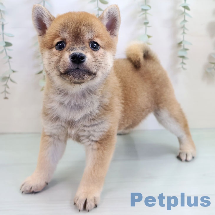 沖縄県の柴犬(標準サイズ) (ペットプラス 沖縄ライカム店/2025年10月15日生まれ/女の子/赤)の子犬の1枚目の画像