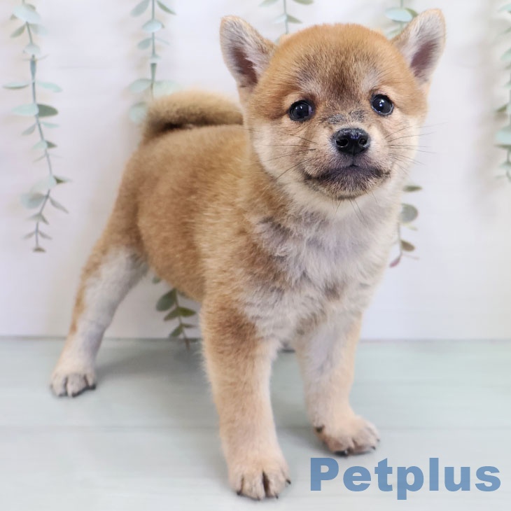 沖縄県の柴犬(標準サイズ) (ペットプラス 沖縄ライカム店/2025年10月15日生まれ/女の子/赤)の子犬の2枚目の画像