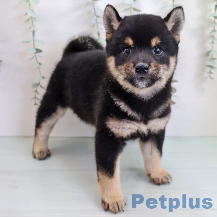 熊本県の柴犬(標準サイズ) (ペットプラス 熊本店/2025年10月15日生まれ/女の子/黒)の子犬の1枚目の画像