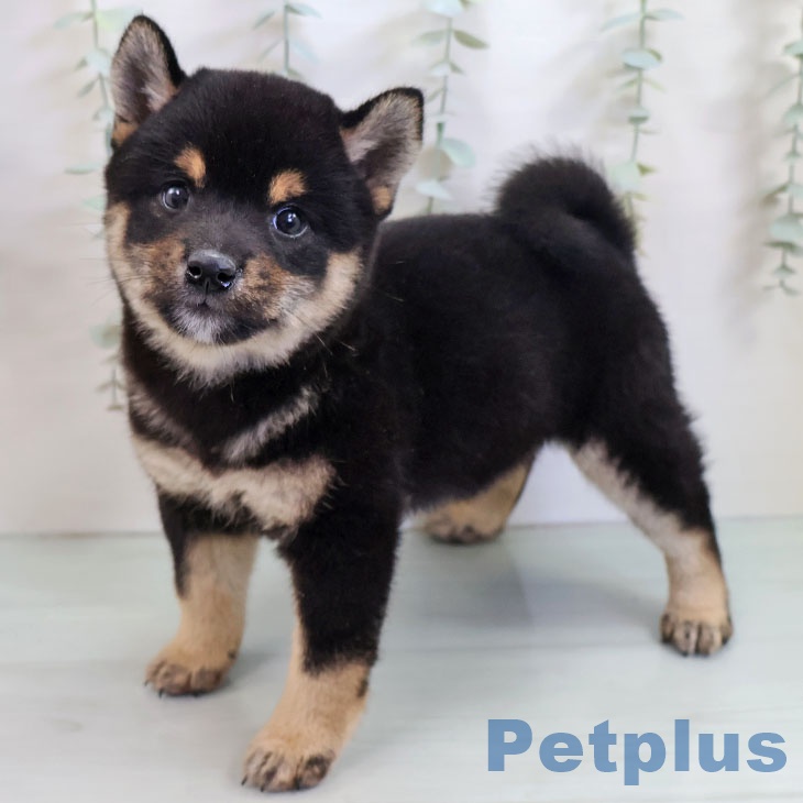 熊本県の柴犬(標準サイズ) (ペットプラス 熊本店/2025年10月15日生まれ/女の子/黒)の子犬の2枚目の画像