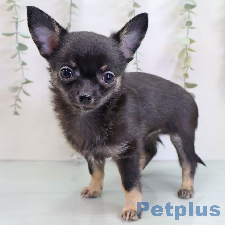 沖縄県のチワワ(ロング) (ペットプラス 南風原店/2025年10月11日生まれ/男の子/ブラックタン)の子犬の1枚目の画像