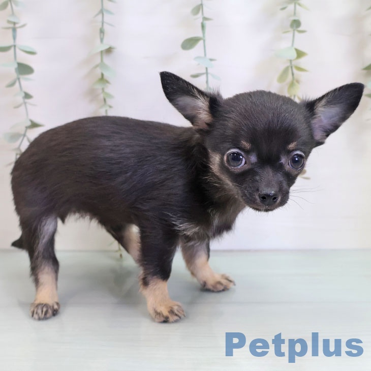 沖縄県のチワワ(ロング) (ペットプラス 南風原店/2025年10月11日生まれ/男の子/ブラックタン)の子犬の2枚目の画像
