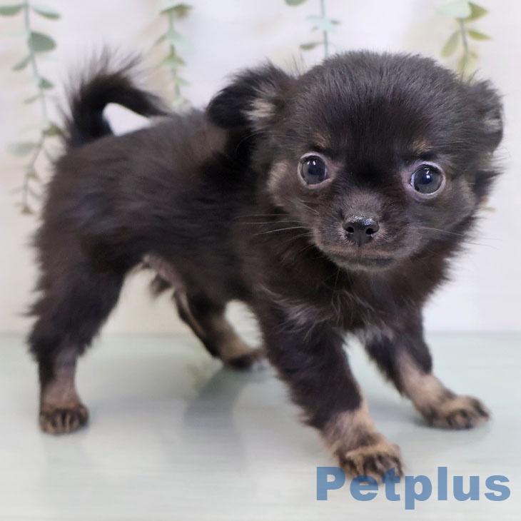 福岡県のチワワ(ロング) (ペットプラス 八幡東店/2025年10月11日生まれ/男の子/ブラックタン)の子犬の1枚目の画像