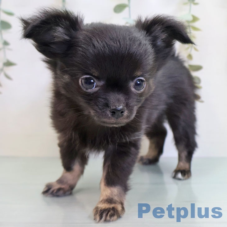 福岡県のチワワ(ロング) (ペットプラス 八幡東店/2025年10月11日生まれ/男の子/ブラックタン)の子犬の2枚目の画像