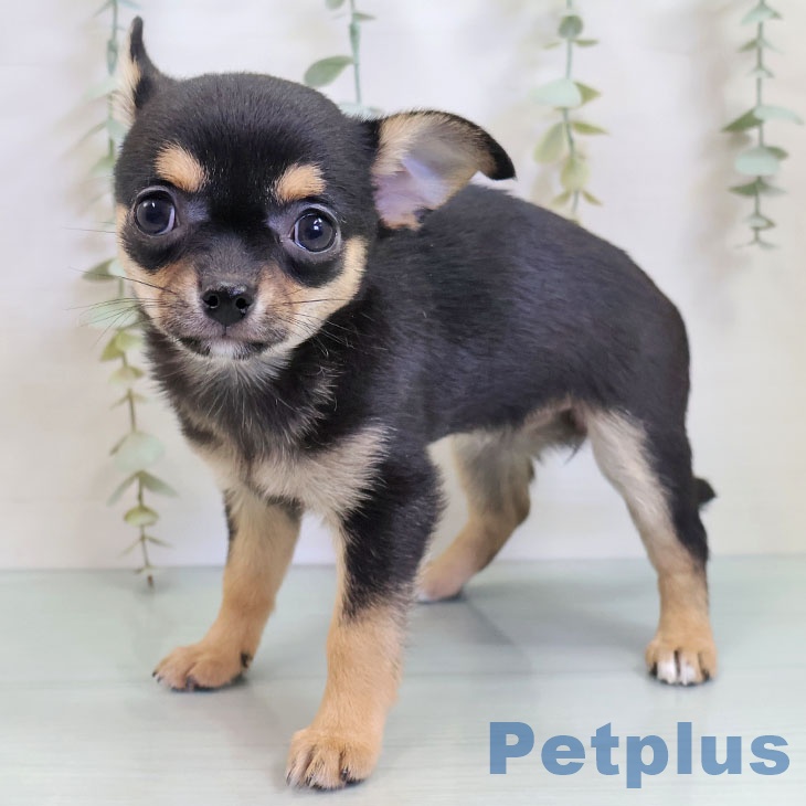 長崎県のチワワ(ロング) (ペットプラス 長崎店/2025年10月11日生まれ/女の子/ブラックタン)の子犬の1枚目の画像