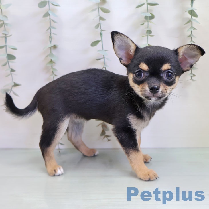 長崎県のチワワ(ロング) (ペットプラス 長崎店/2025年10月11日生まれ/女の子/ブラックタン)の子犬の2枚目の画像