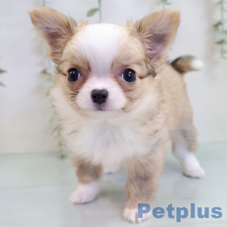 福岡県のチワワ(ロング) (ペットプラス 八幡東店/2025年10月14日生まれ/女の子/フォーンホワイト)の子犬の1枚目の画像