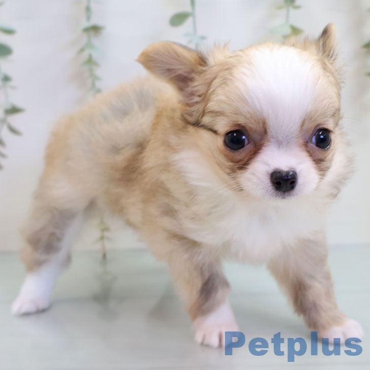 福岡県のチワワ(ロング) (ペットプラス 八幡東店/2025年10月14日生まれ/女の子/フォーンホワイト)の子犬の2枚目の画像