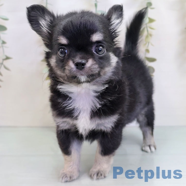 福岡県のチワワ(ロング) (ペットプラス 福岡店/2025年10月11日生まれ/女の子/ブラックタン)の子犬の1枚目の画像